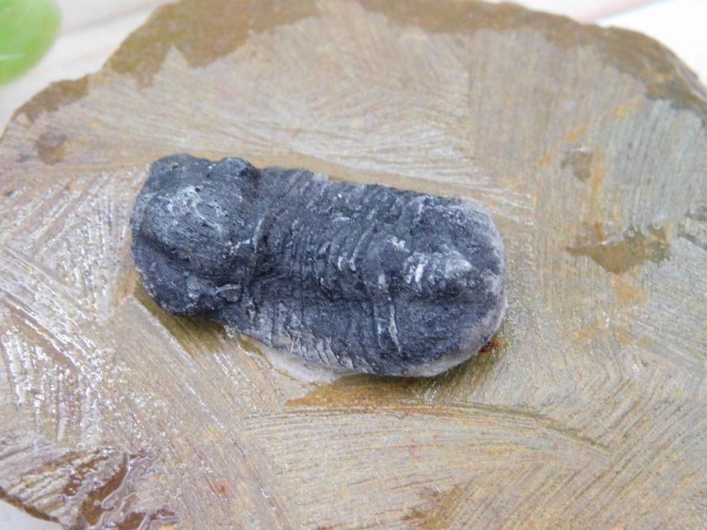 Fossilized Trilobite on Stone Display Rock Stone Lapidary Specimen: Fossilized Trilobite on Stone Display Rock Stone Lapidary Specimen
