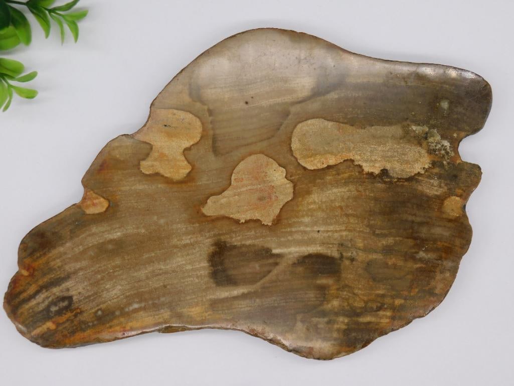 2 POUND PETRIFIED WOOD ROCK STONE LAPIDARY SPECIMEN: 2 POUND PETRIFIED WOOD ROCK STONE LAPIDARY SPECIMEN