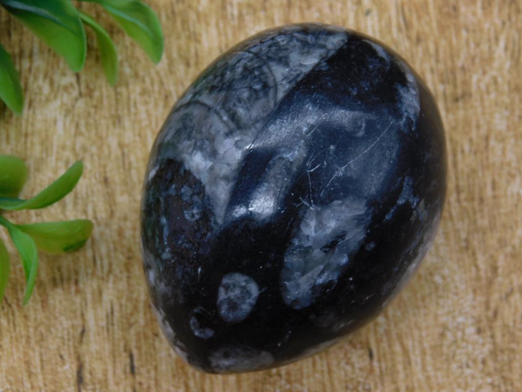 ORTHOCERAS EGG ROCK STONE LAPIDARY SPECIMEN: ORTHOCERAS EGG ROCK STONE LAPIDARY SPECIMEN