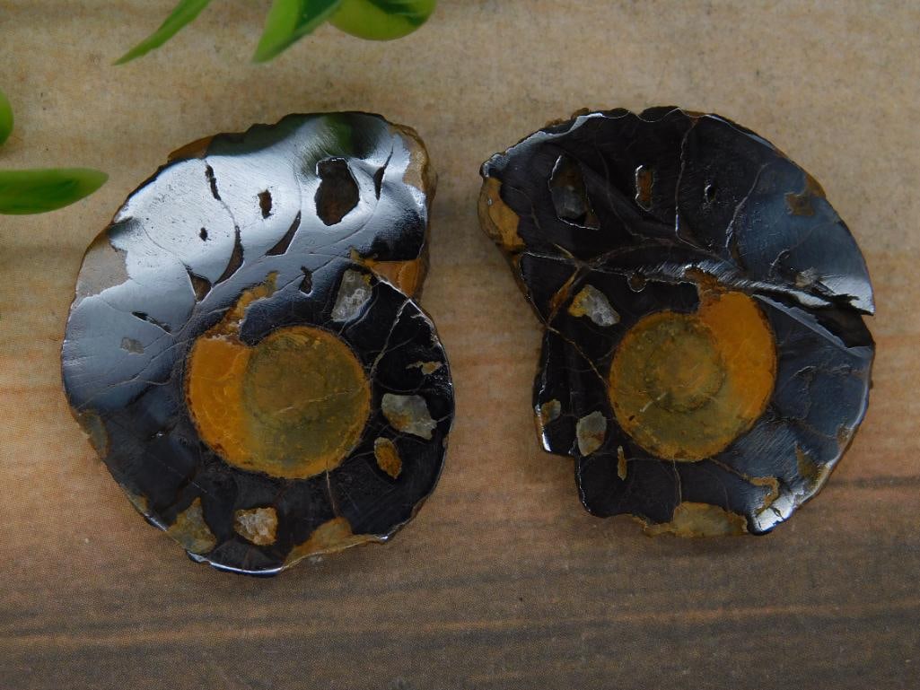 AMMONITE HALVES ROCK STONE LAPIDARY SPECIMEN: AMMONITE HALVES ROCK STONE LAPIDARY SPECIMEN