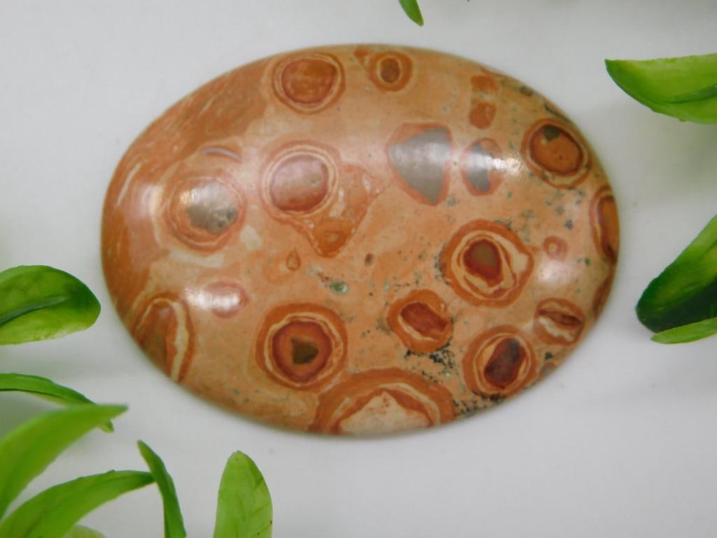 FOSSIL STONE CABOCHON ROCK STONE LAPIDARY SPECIMEN (1 of 2)