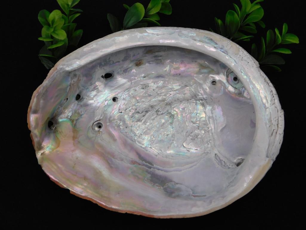 ABALONE SHELL ROCK STONE LAPIDARY SPECIMEN: ABALONE SHELL ROCK STONE LAPIDARY SPECIMEN