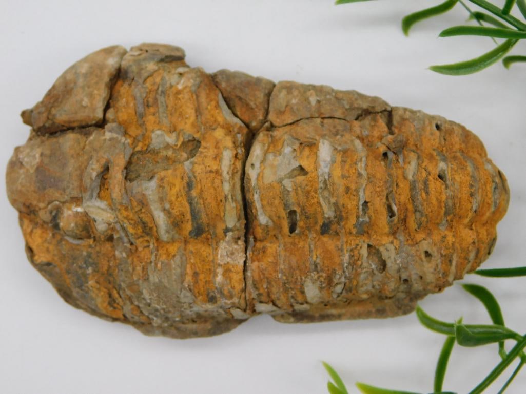 TRILOBITE FOSSIL ROCK STONE LAPIDARY SPECIMEN (1 of 2)