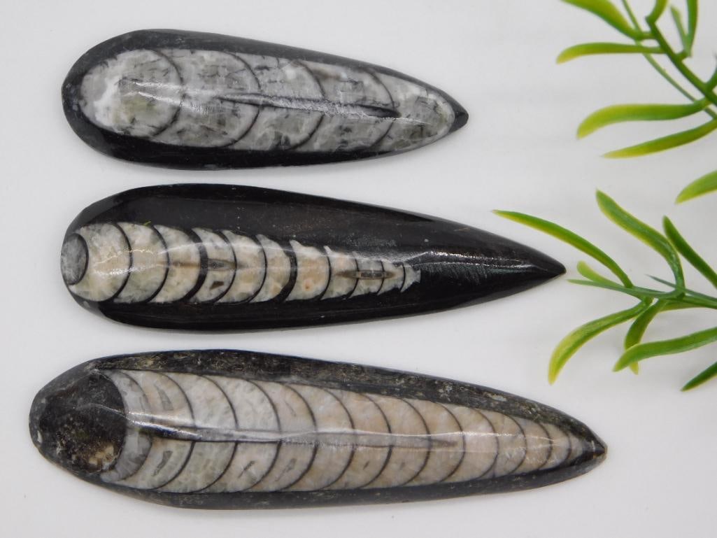 ORTHOCERAS ROCK STONE LAPIDARY SPECIMEN: ORTHOCERAS ROCK STONE LAPIDARY SPECIMEN