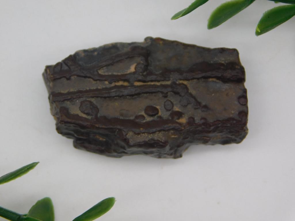 STROMATOLITE ROCK STONE LAPIDARY SPECIMEN: STROMATOLITE ROCK STONE LAPIDARY SPECIMEN
