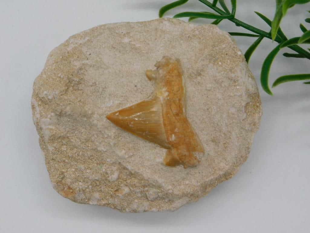 SHARK TOOTH IN MATRIX ROCK STONE LAPIDARY SPECIMEN: SHARK TOOTH IN MATRIX ROCK STONE LAPIDARY SPECIMEN
