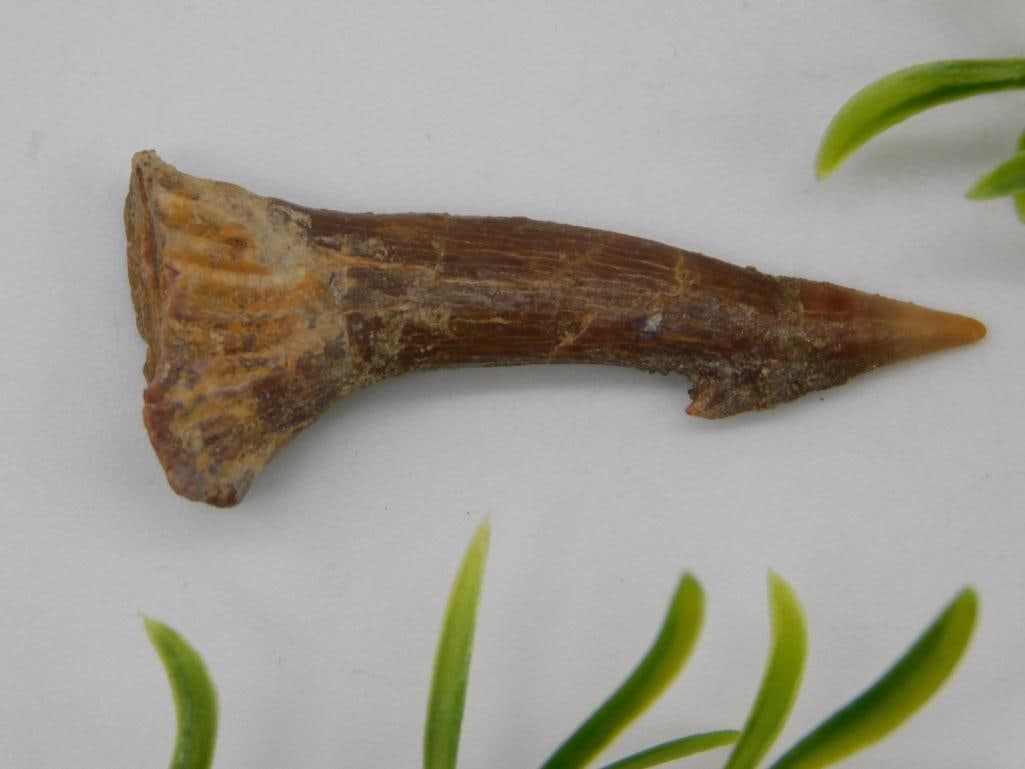 SAWFISH TOOTH ROCK STONE LAPIDARY SPECIMEN: SAWFISH TOOTH ROCK STONE LAPIDARY SPECIMEN