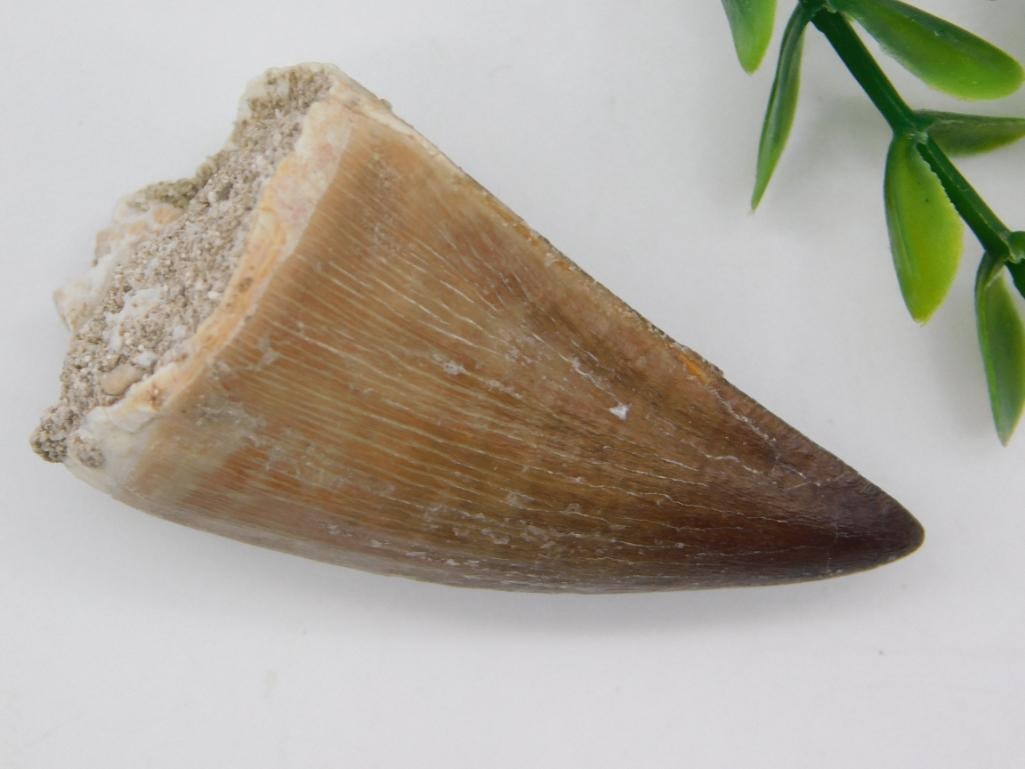 DINOSAUR TOOTH ROCK STONE LAPIDARY SPECIMEN (1 of 2)