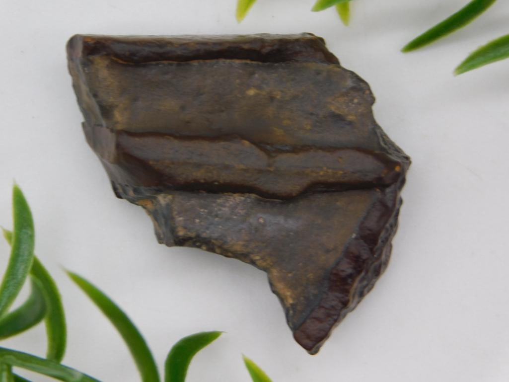 STROMATOLITE ROCK STONE LAPIDARY SPECIMEN: STROMATOLITE ROCK STONE LAPIDARY SPECIMEN