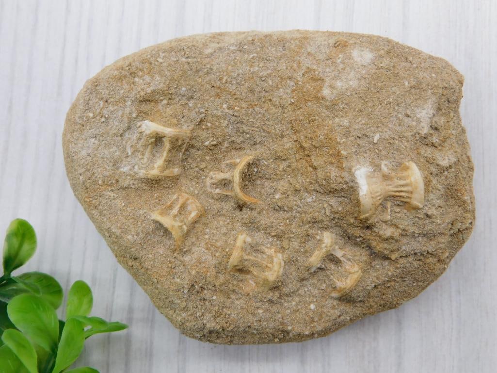 FOSSIL BONE IN MATRIX ROCK STONE LAPIDARY SPECIMEN: FOSSIL BONE IN MATRIX ROCK STONE LAPIDARY SPECIMEN