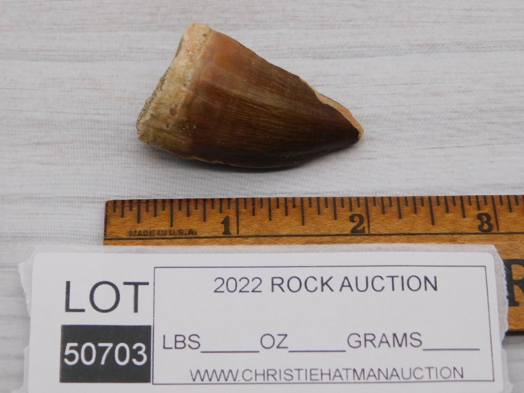 DINOSAUR TOOTH ROCK STONE LAPIDARY SPECIMEN - 2
