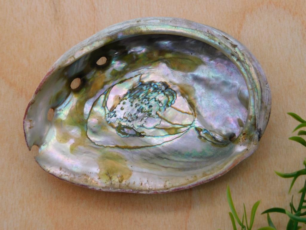 ABALONE SHELL ROCK STONE LAPIDARY SPECIMEN: ABALONE SHELL ROCK STONE LAPIDARY SPECIMEN