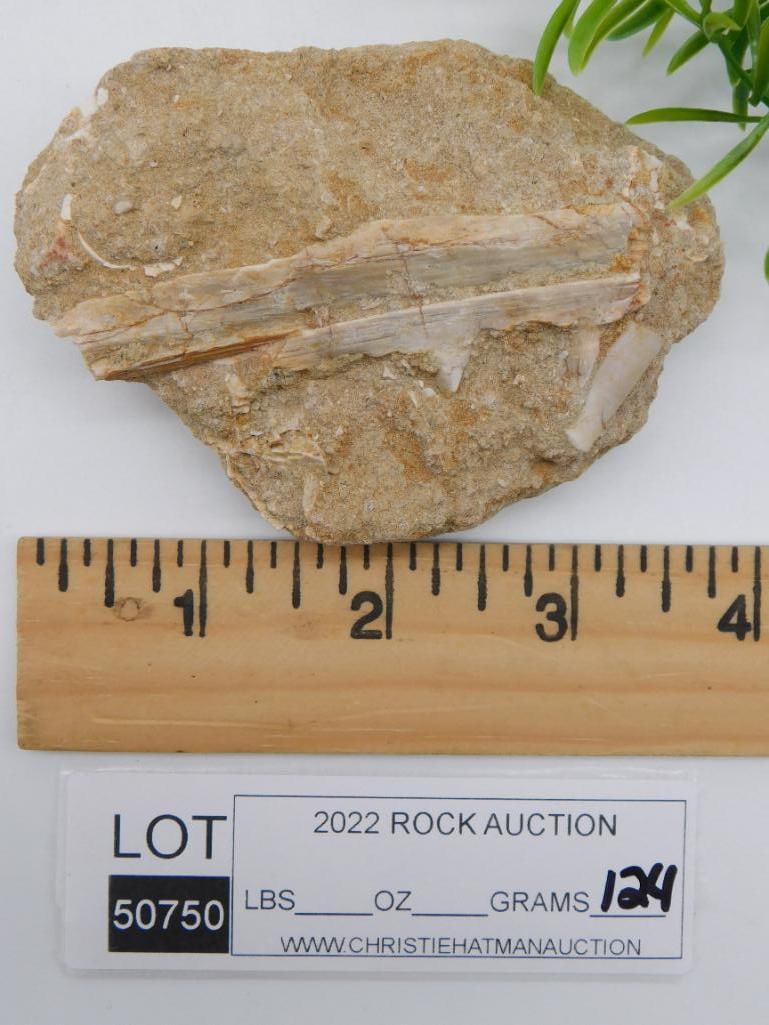 FOSSIL BONE IN MATRIX ROCK STONE LAPIDARY SPECIMEN - 2