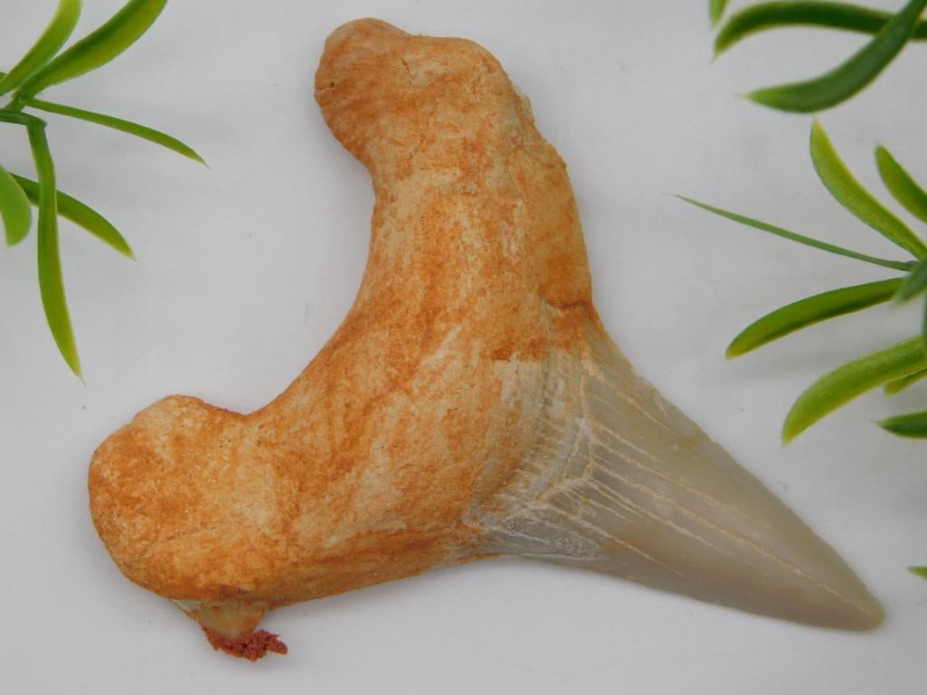 SHARK TOOTH ROCK STONE LAPIDARY SPECIMEN: SHARK TOOTH ROCK STONE LAPIDARY SPECIMEN