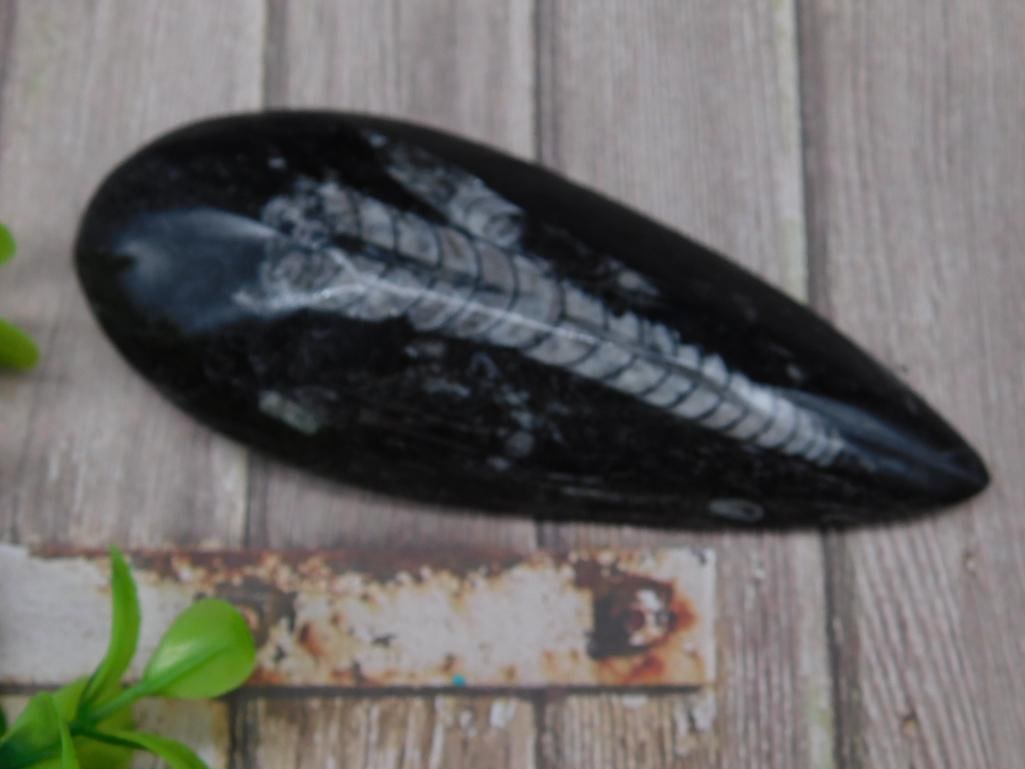 ORTHOCERAS ROCK STONE LAPIDARY SPECIMEN: ORTHOCERAS ROCK STONE LAPIDARY SPECIMEN