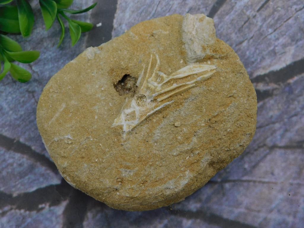 ENCHODUS VERTEBRAE FOSSIL IN MATRIX ROCK STONE LAPIDARY SPECIMEN: ENCHODUS VERTEBRAE FOSSIL IN MATRIX ROCK STONE LAPIDARY SPECIMEN