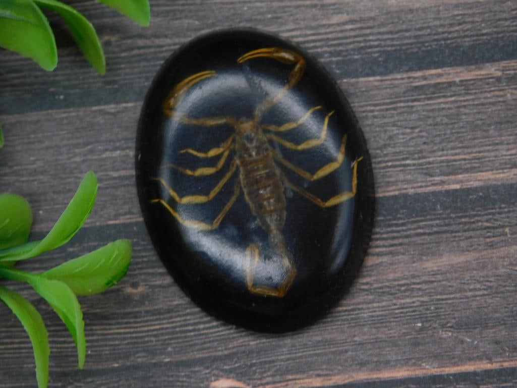 SCORPION CABOCHON ROCK STONE LAPIDARY SPECIMEN: SCORPION CABOCHON ROCK STONE LAPIDARY SPECIMEN