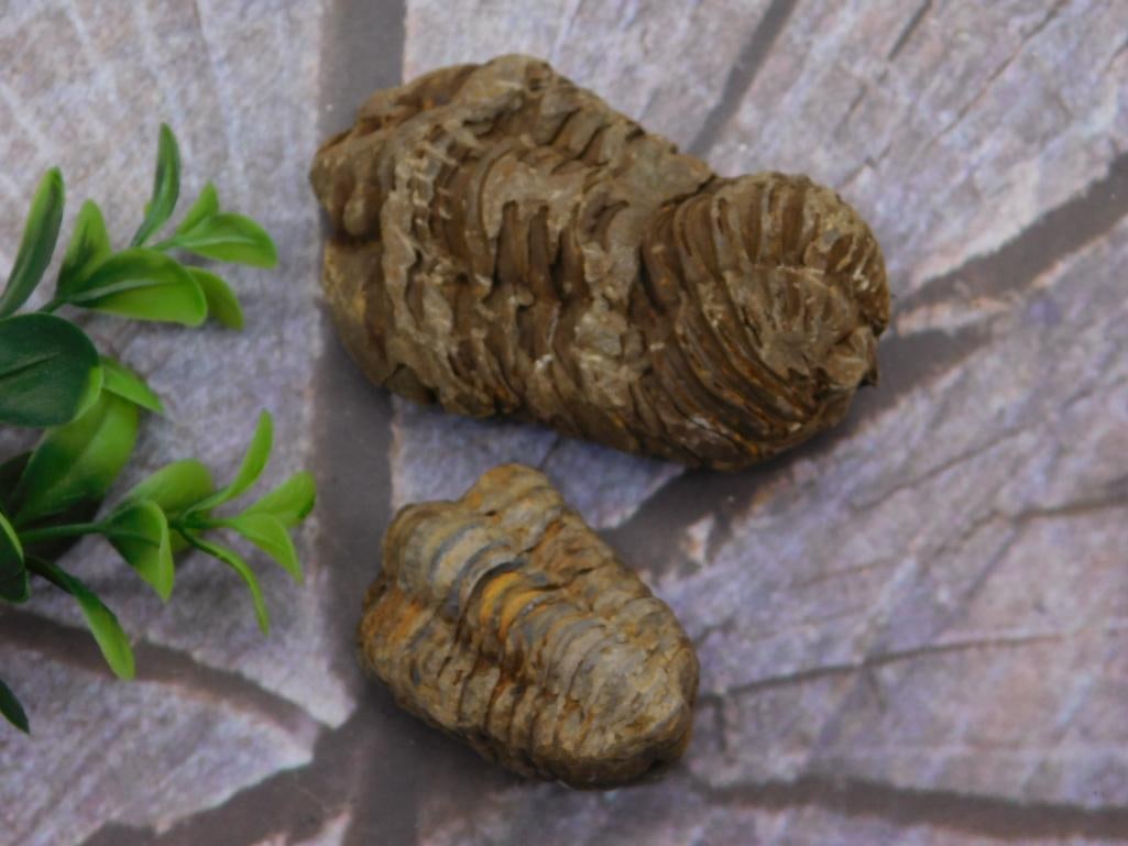 TRILOBITE FOSSIL ROCK STONE LAPIDARY SPECIMEN: TRILOBITE FOSSIL ROCK STONE LAPIDARY SPECIMEN