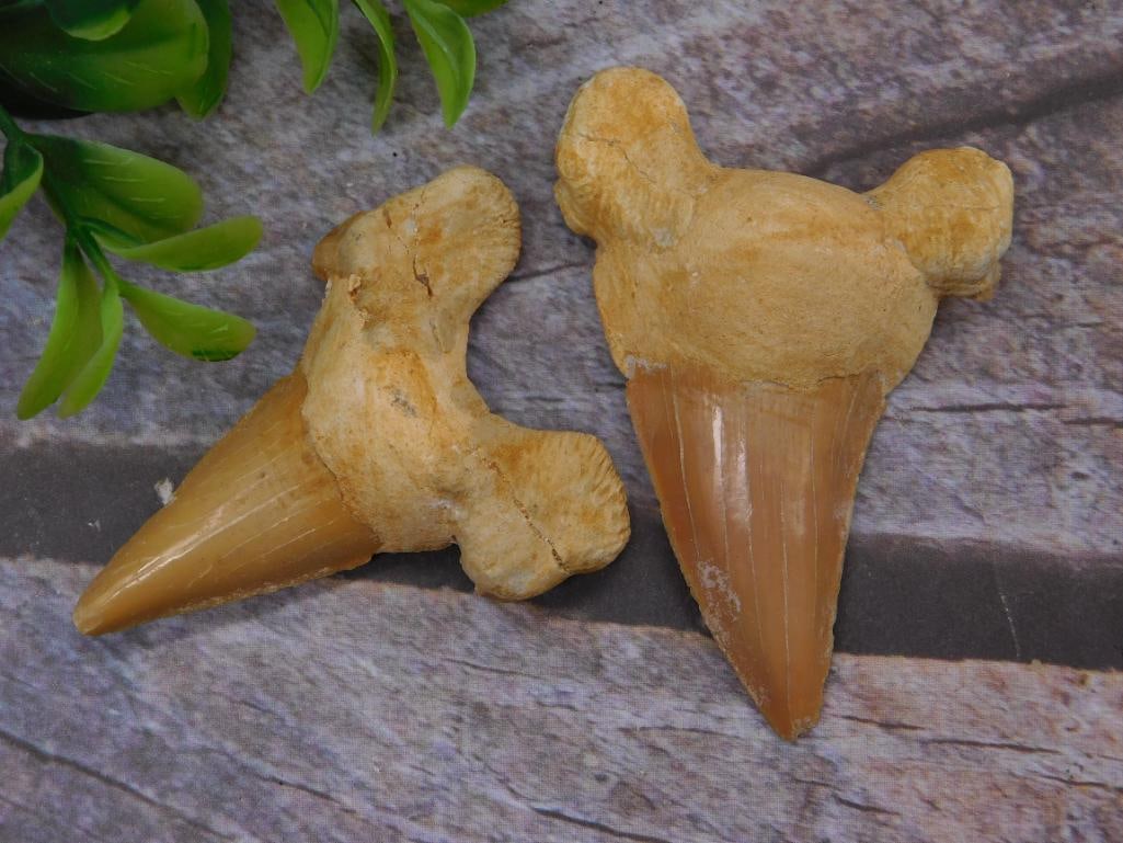 SHARK TEETH ROCK STONE LAPIDARY SPECIMEN: SHARK TEETH ROCK STONE LAPIDARY SPECIMEN