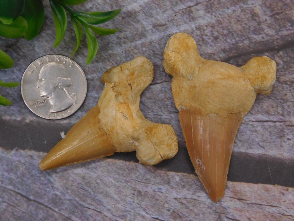 SHARK TEETH ROCK STONE LAPIDARY SPECIMEN - 2