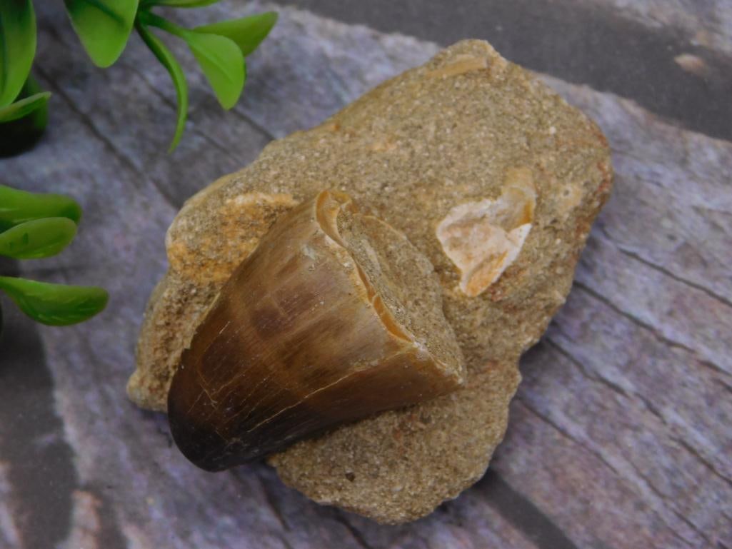 DINOSAUR TOOTH IN MATRIX ROCK STONE LAPIDARY SPECIMEN (1 of 2)