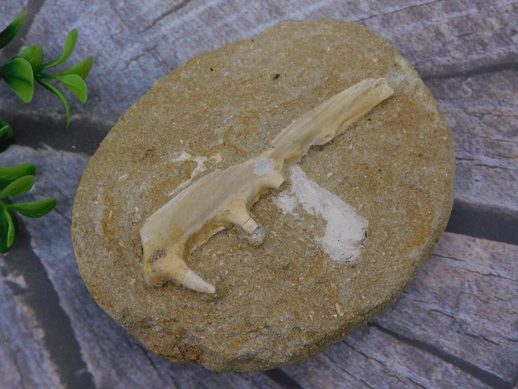 A FOSSIL IN MATRIX ROCK STONE LAPIDARY SPECIMEN: FOSSIL IN MATRIX ROCK STONE LAPIDARY SPECIMEN