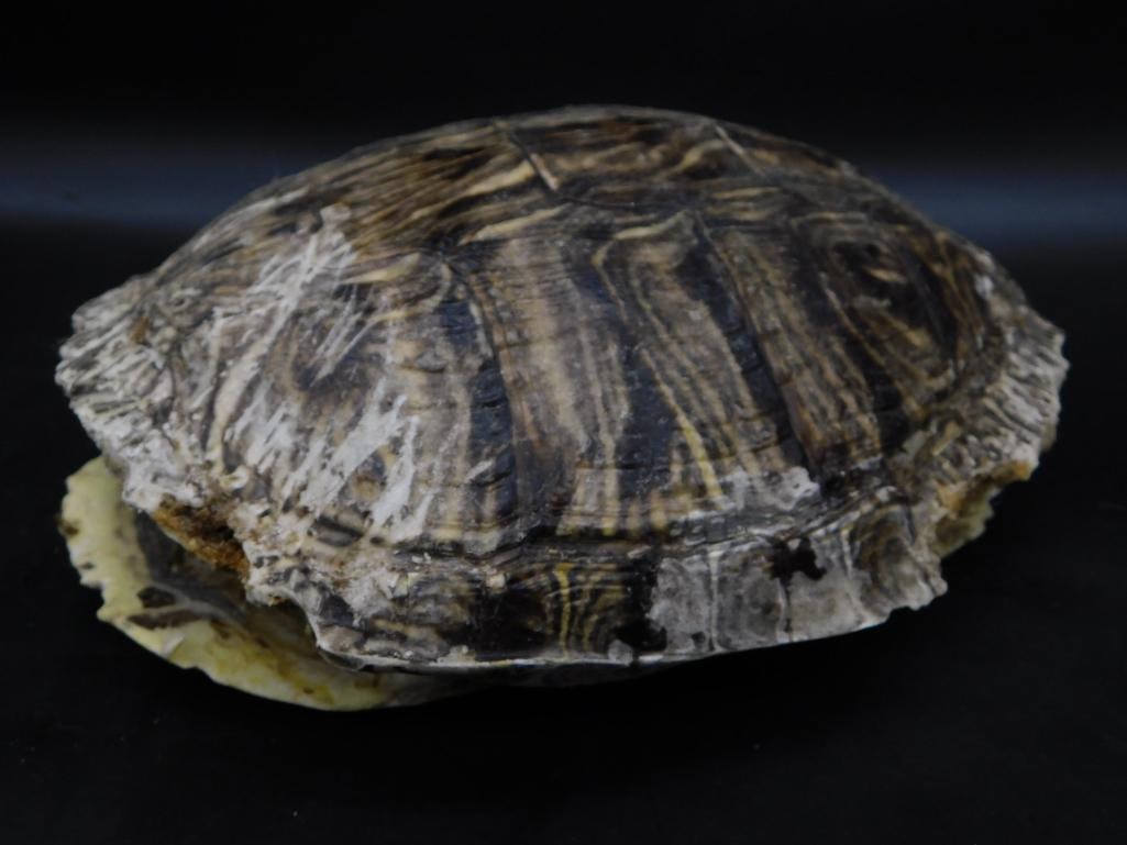 A TURTLE SHELL (1 of 2)