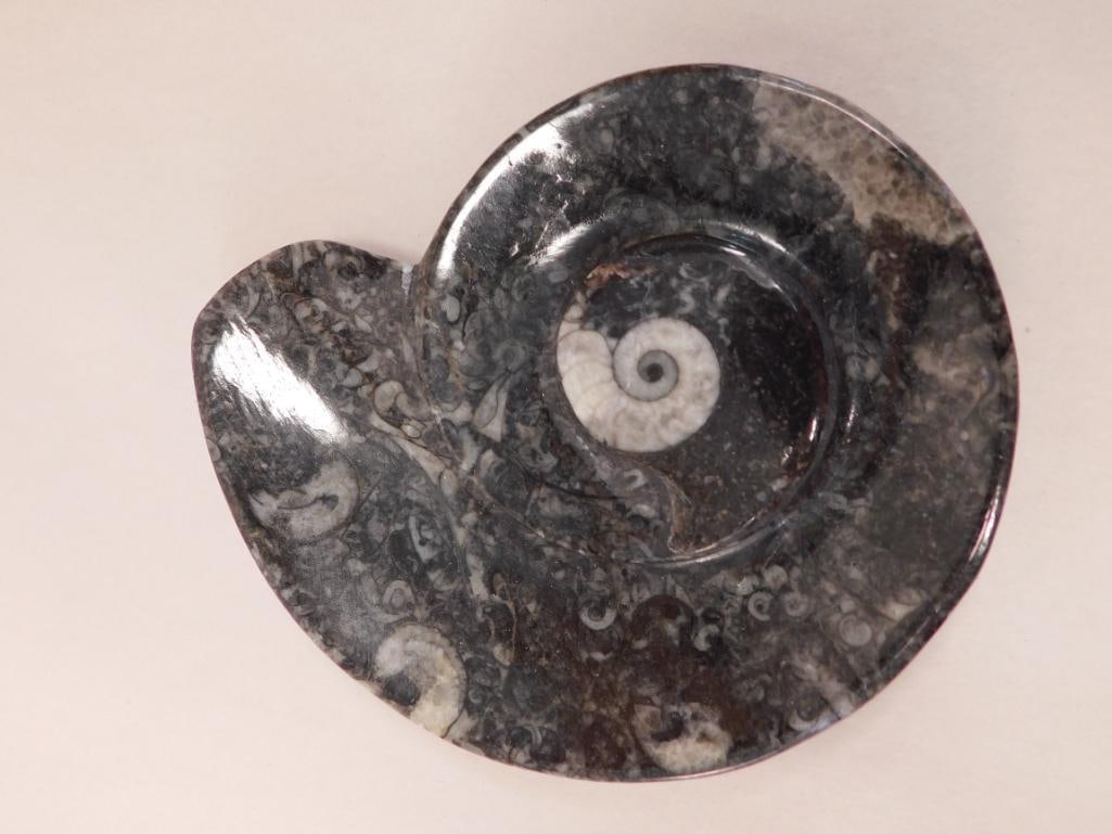 ORTHOCERAS TRAY ROCK STONE LAPIDARY SPECIMEN: ORTHOCERAS TRAY ROCK STONE LAPIDARY SPECIMEN