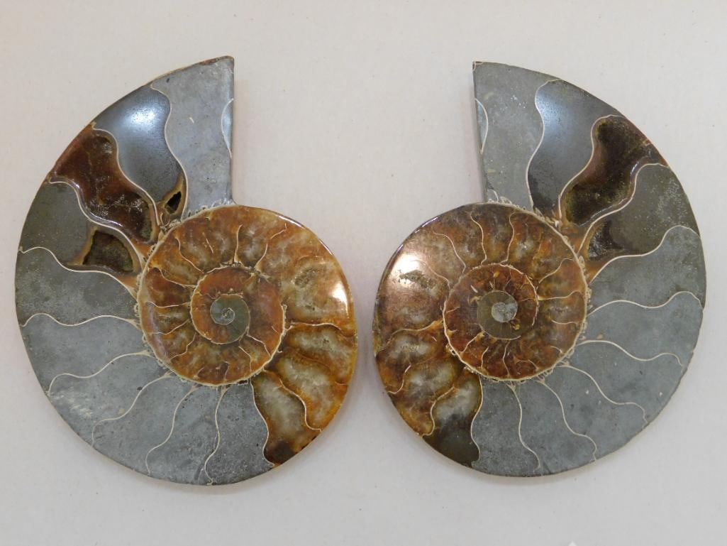 AMMONITE PAIR ROCK STONE LAPIDARY SPECIMEN (1 of 3)