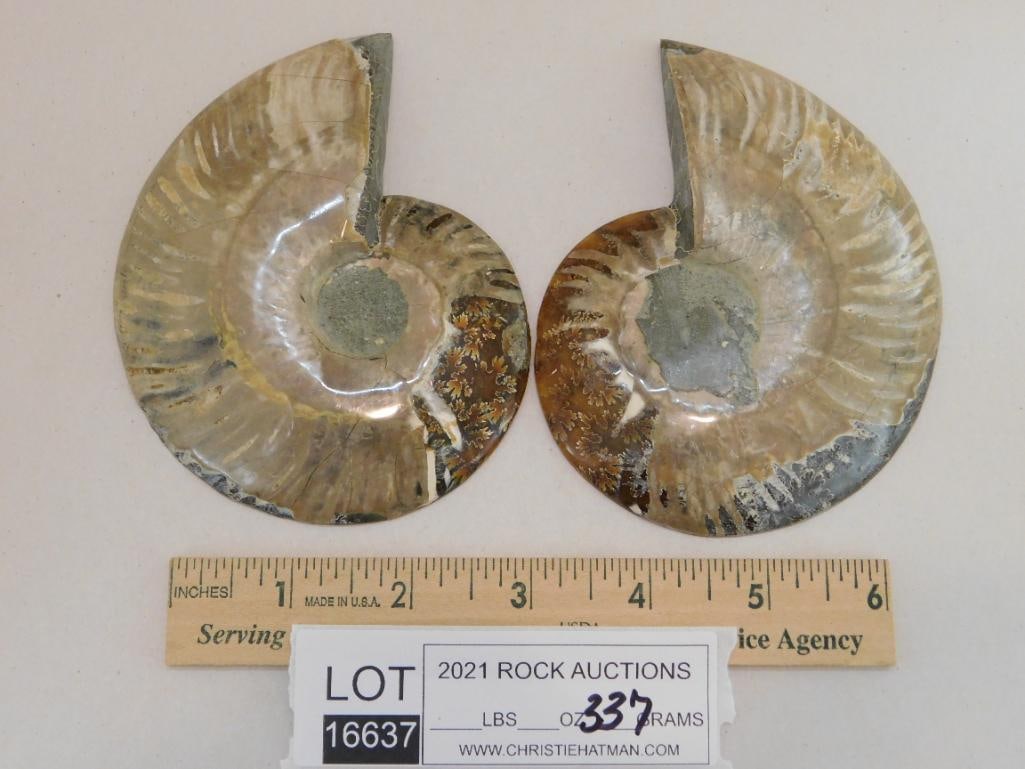 AMMONITE PAIR ROCK STONE LAPIDARY SPECIMEN - 3