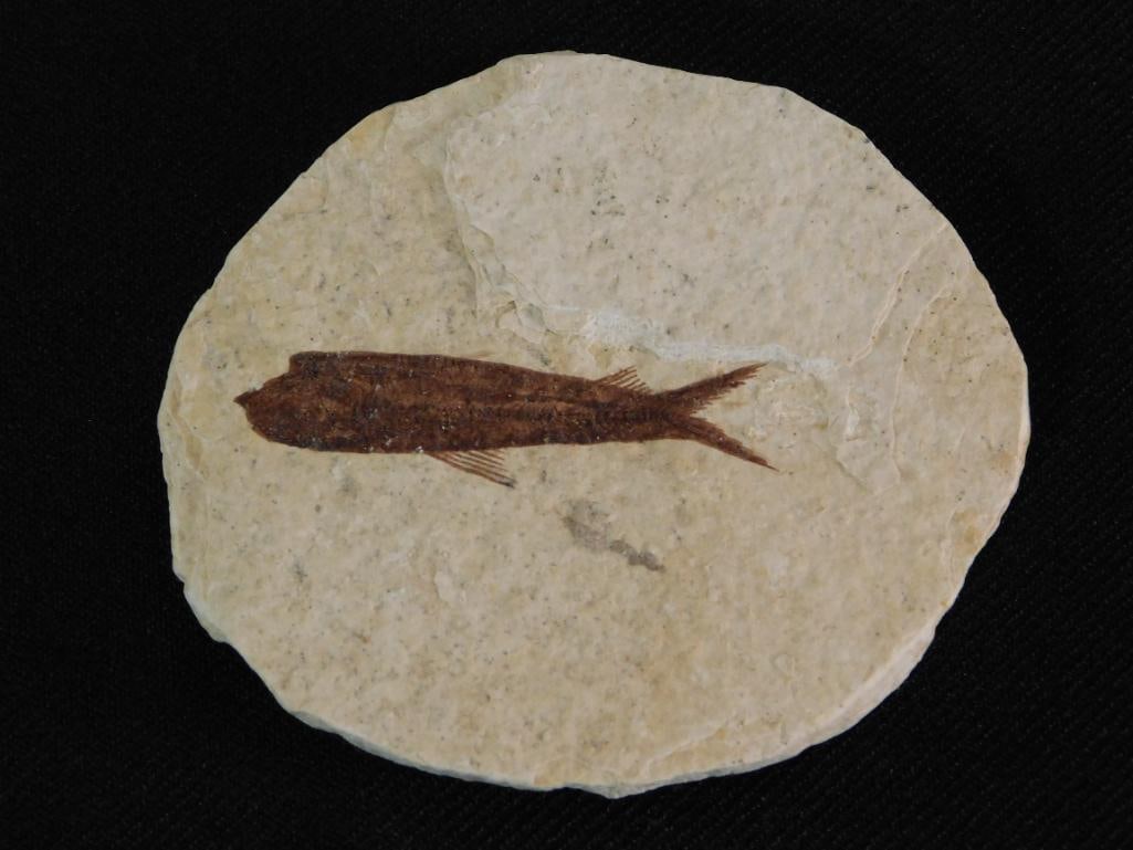 FOSSILIZED FISH ROCK STONE LAPIDARY SPECIMEN