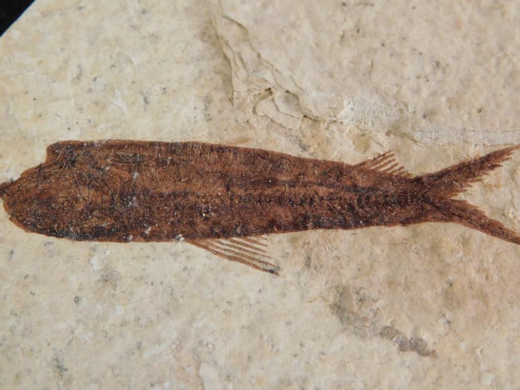 FOSSILIZED FISH ROCK STONE LAPIDARY SPECIMEN - 2