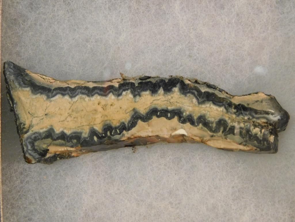 MAMMOTH TOOTH CROSS SECTION ROCK STONE LAPIDARY SPECIMEN: MAMMOTH TOOTH CROSS SECTION ROCK STONE LAPIDARY SPECIMEN