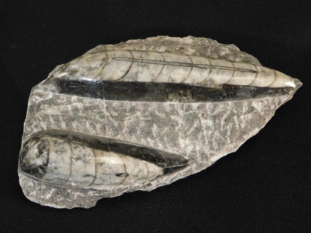 ORTHOCERAS ROCK STONE LAPIDARY SPECIMEN: ORTHOCERAS ROCK STONE LAPIDARY SPECIMEN