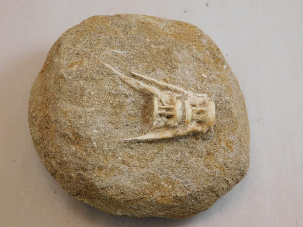 DINOSAUR BONE IN MATRIX ROCK STONE LAPIDARY SPECIMEN: DINOSAUR BONE IN MATRIX ROCK STONE LAPIDARY SPECIMEN