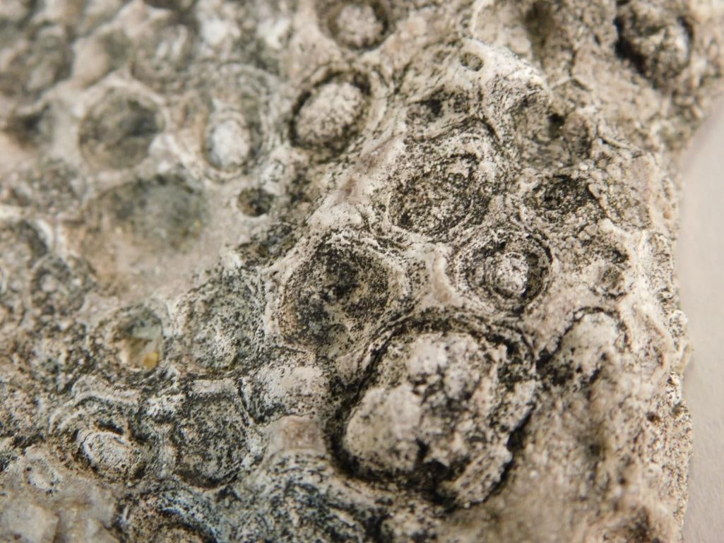 FOSSIL ROCK STONE LAPIDARY SPECIMEN - 2