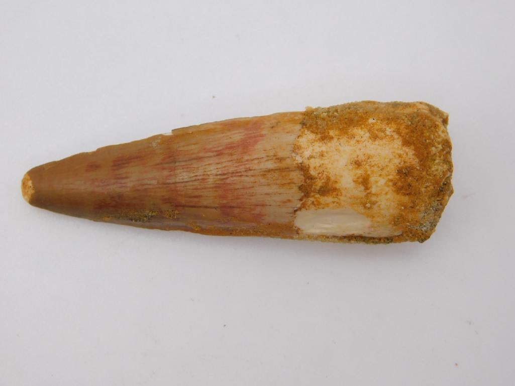 SPINOSAURUS TOOTH ROCK STONE LAPIDARY SPECIMEN: SPINOSAURUS TOOTH ROCK STONE LAPIDARY SPECIMEN