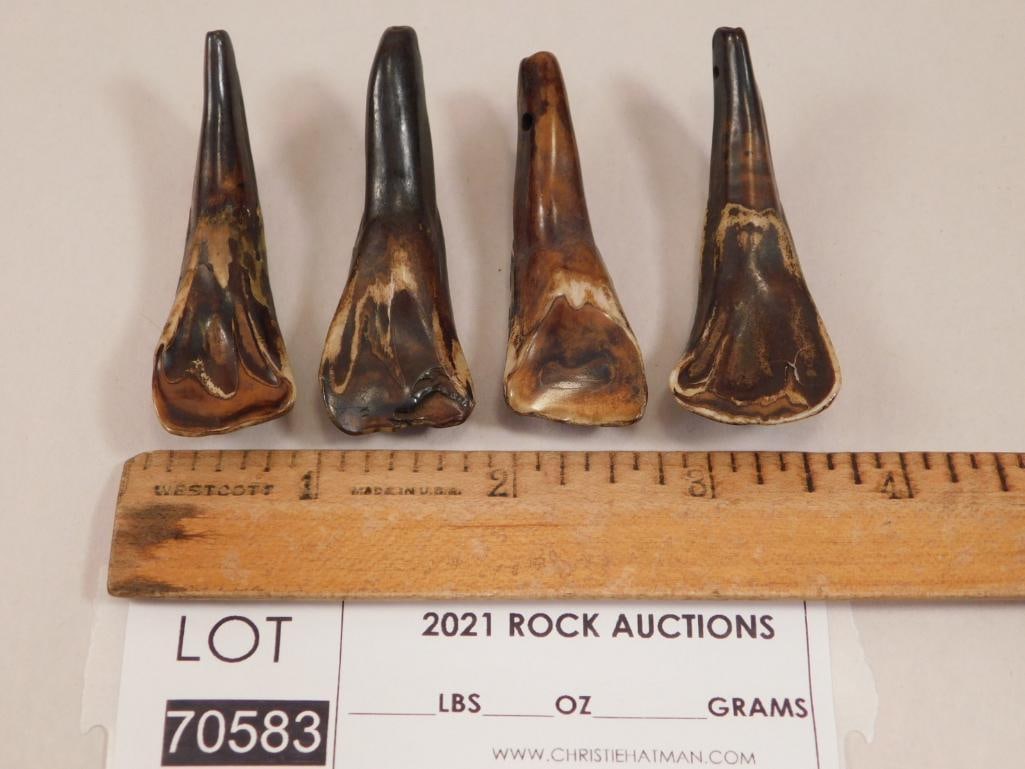 BUFFALO TEETH ROCK STONE LAPIDARY SPECIMEN 4 PC - 2