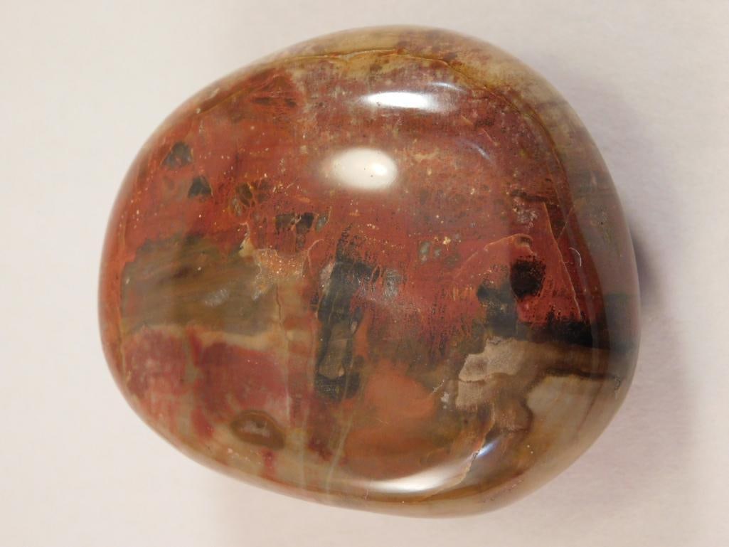 PETRIFIED WOOD POLISHED ROCK STONE LAPIDARAY SPECIMEN: PETRIFIED WOOD POLISHED ROCK STONE LAPIDARAY SPECIMEN