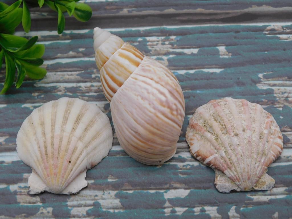 SEA SHELLS ROCK STONE LAPIDARY SPECIMEN: SEA SHELLS ROCK STONE LAPIDARY SPECIMEN