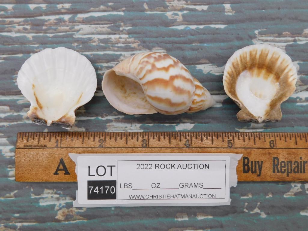 SEA SHELLS ROCK STONE LAPIDARY SPECIMEN - 2