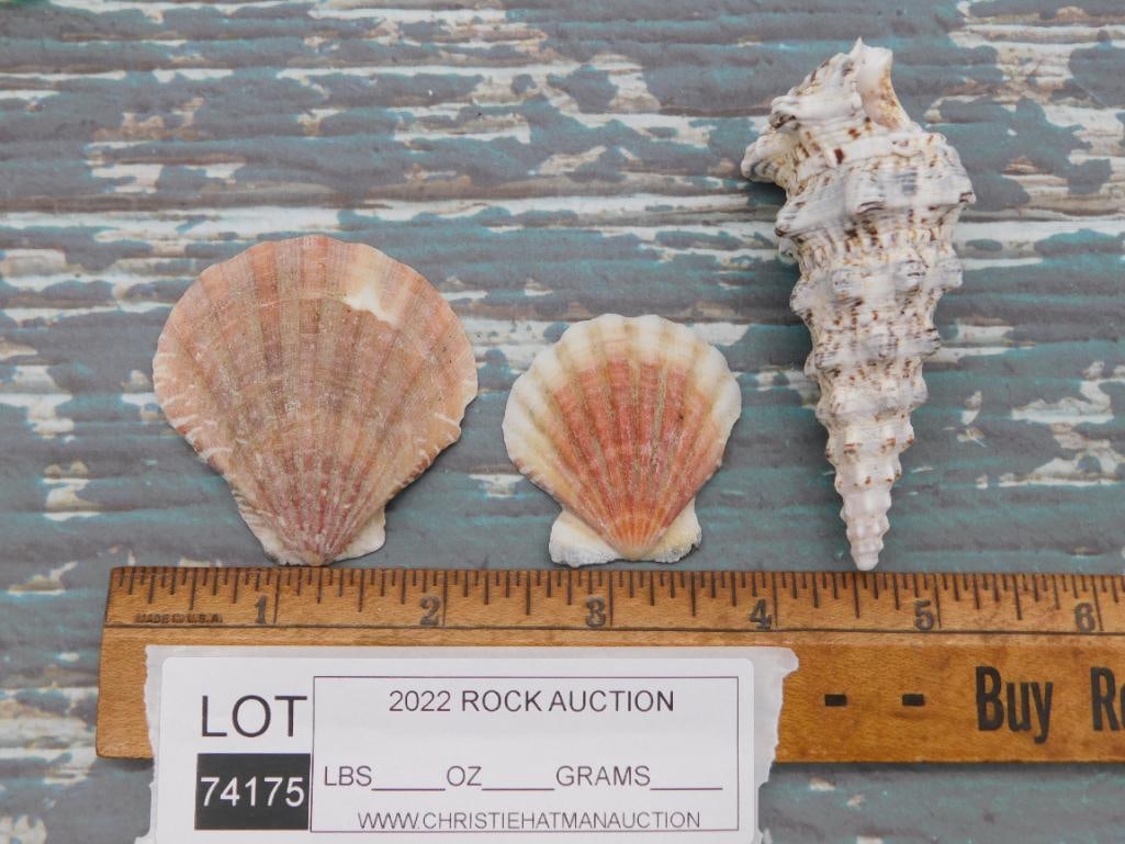 SEA SHELLS ROCK STONE LAPIDARY SPECIMEN - 2