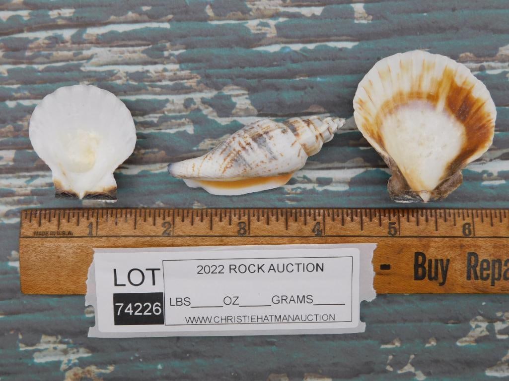 SEA SHELLS ROCK STONE LAPIDARY SPECIMEN - 2