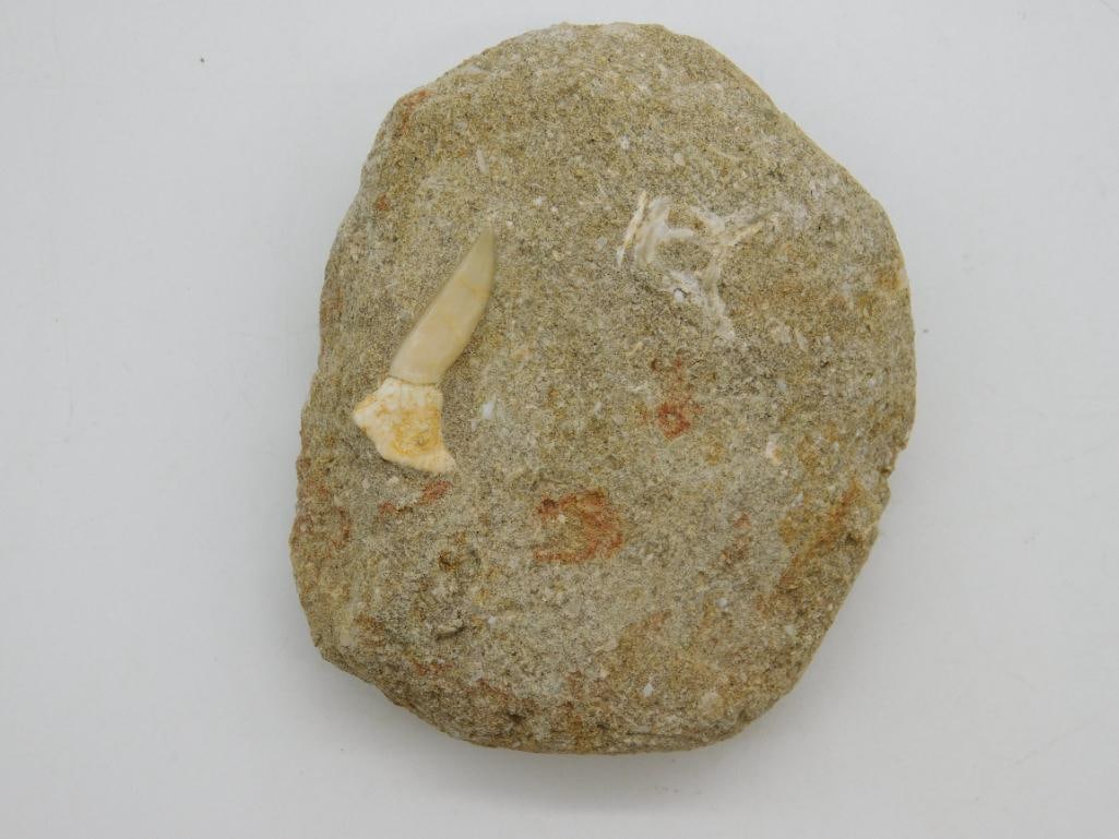 DINOSAUR BONE IN MATRIX: DINOSAUR BONE IN MATRIX