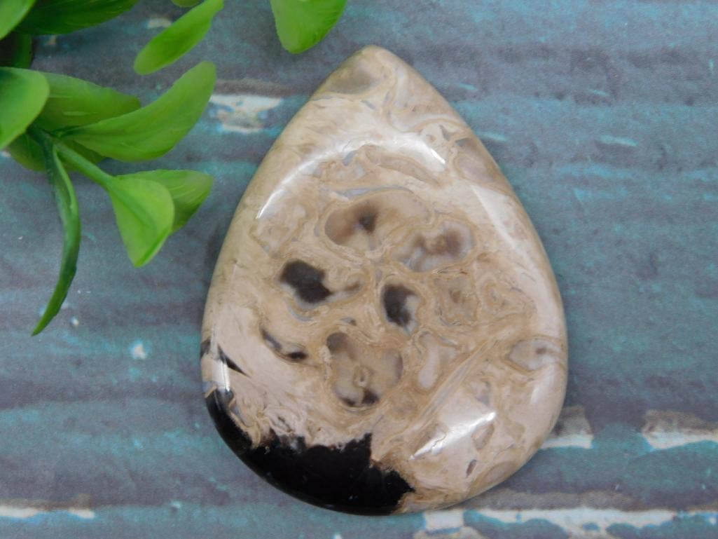 PETRIFIED PALM WOOD STONE CABOCHON ROCK STONE LAPIDARY SPECIMEN: PETRIFIED PALM WOOD STONE CABOCHON ROCK STONE LAPIDARY SPECIMEN