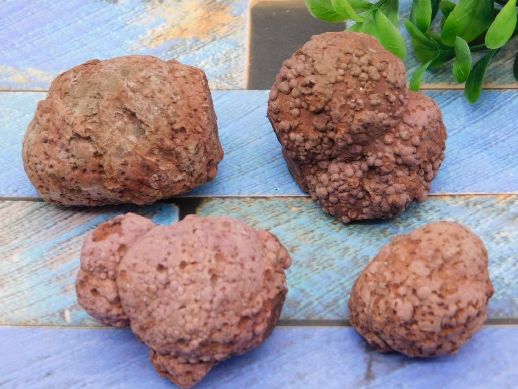 COPROLITE ROCK STONE LAPIDARY SPECIMEN: COPROLITE ROCK STONE LAPIDARY SPECIMEN