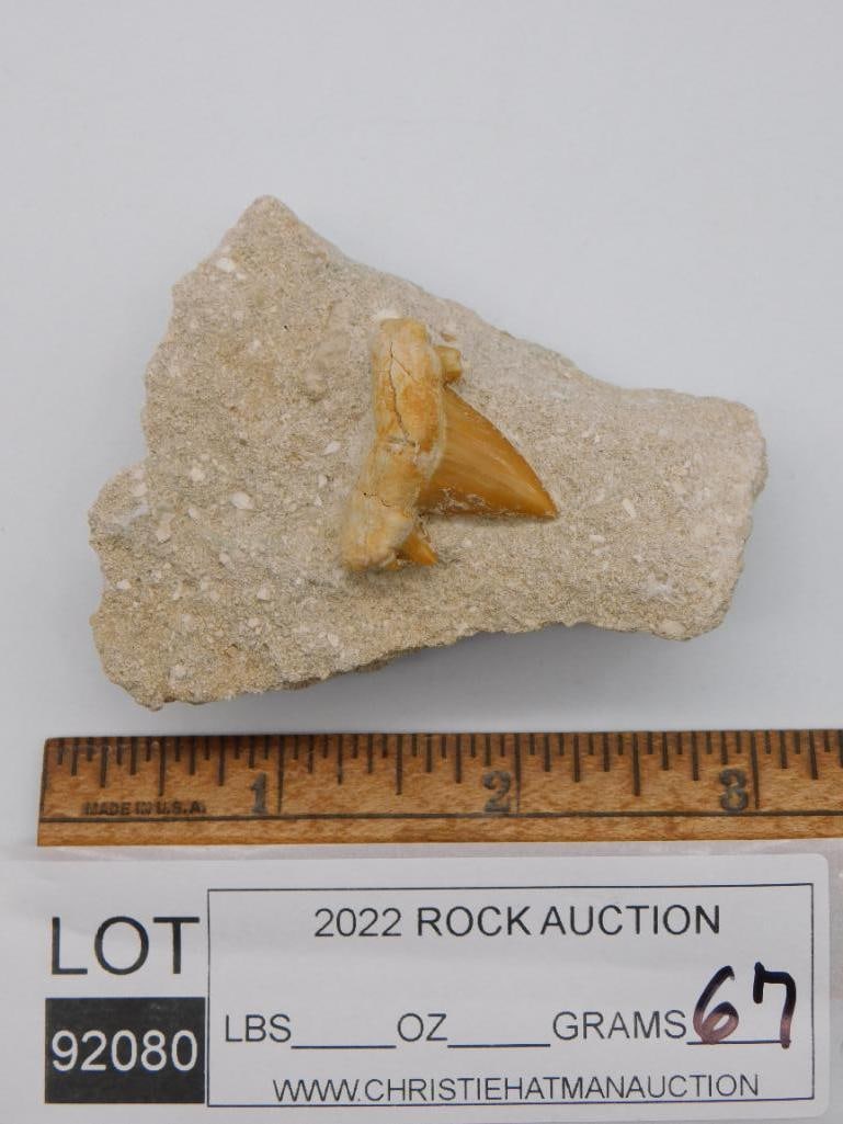 SHARK TOOTH IN MATRIX - 2