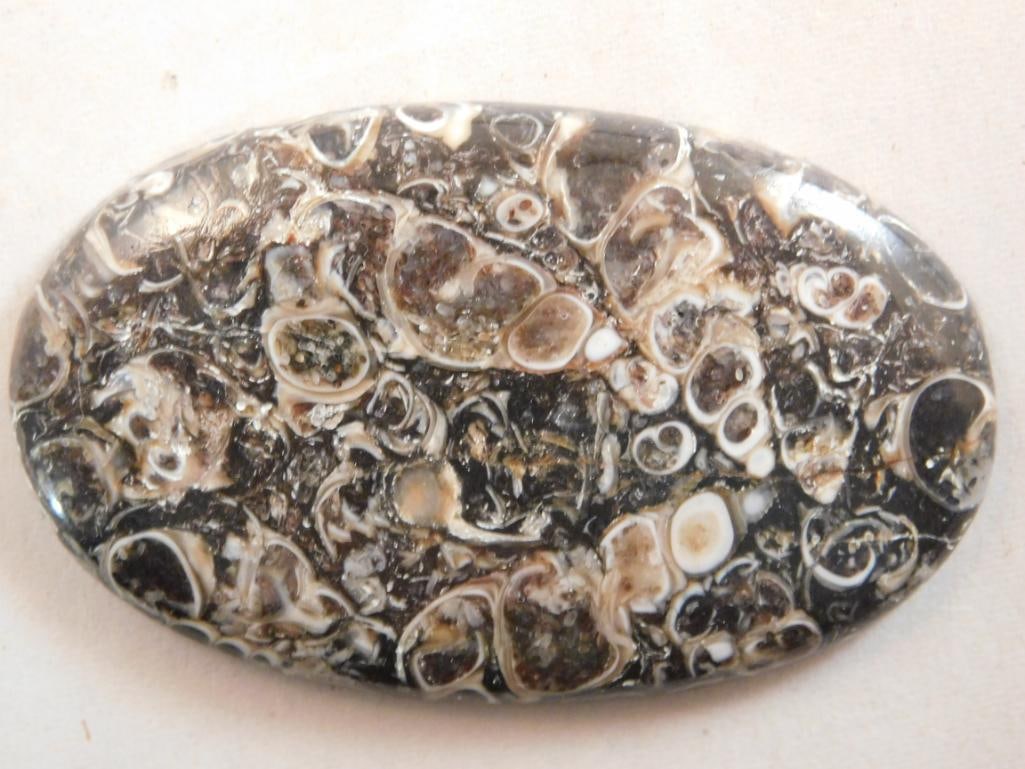 TURITELLA CABOCHON ROCK STONE LAPIDARY SPECIMEN: TURITELLA CABOCHON ROCK STONE LAPIDARY SPECIMEN