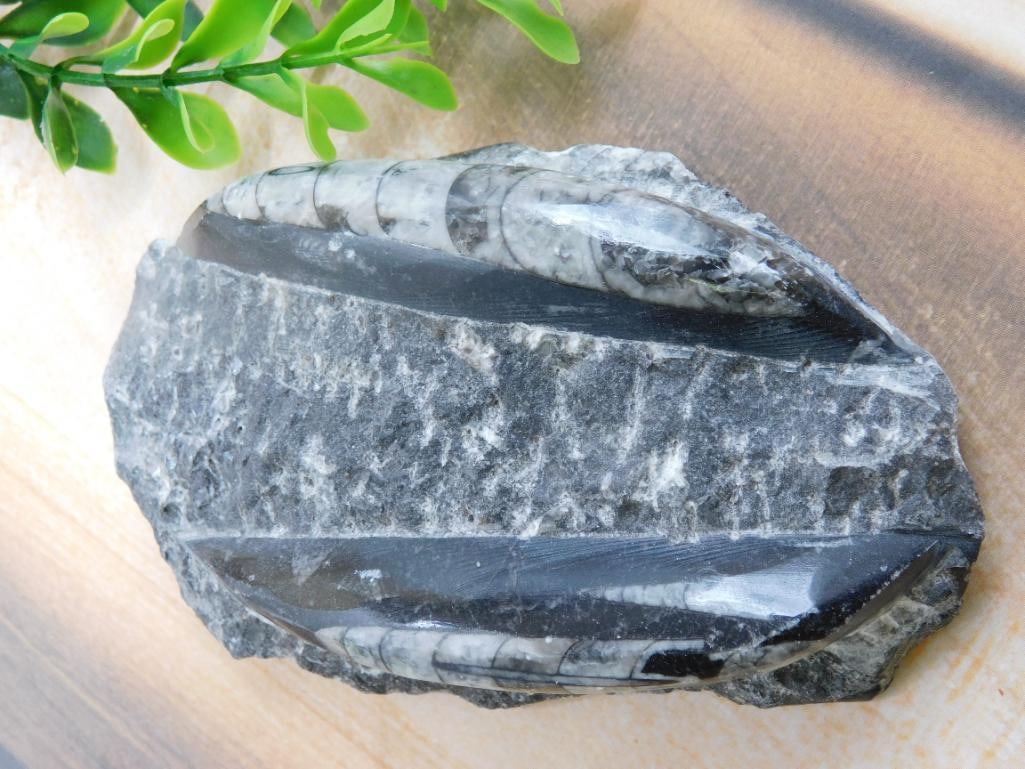 ORTHOCERAS ROCK STONE LAPIDARY SPECIMEN: ORTHOCERAS ROCK STONE LAPIDARY SPECIMEN