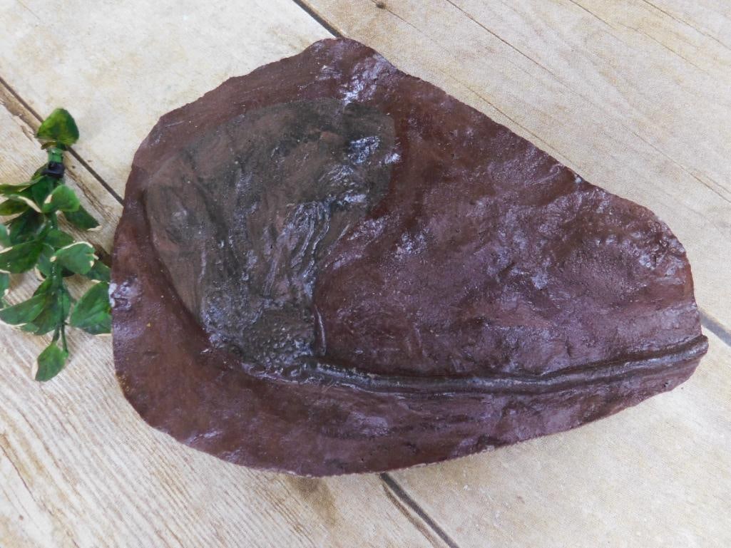 CRINOID FOSSIL ROCK STONE LAPIDARY SPECIMEN: CRINOID FOSSIL ROCK STONE LAPIDARY SPECIMEN